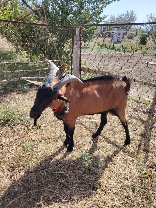 Әлпи чех теке сатылады