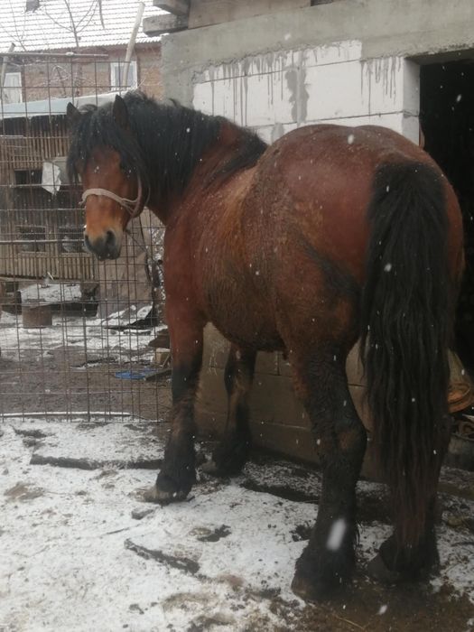 Vând cai tineri sau schimb