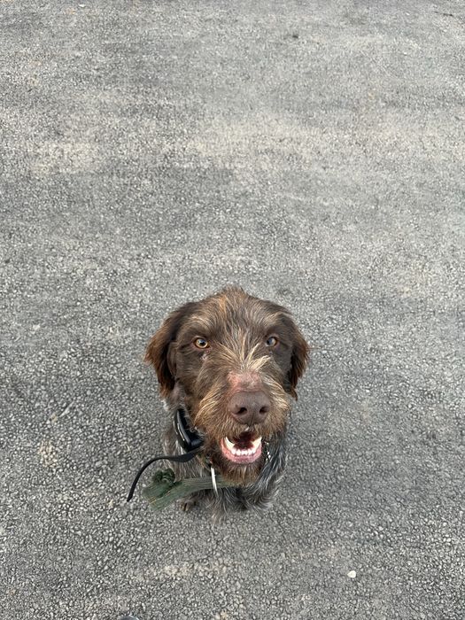 Продам дратхааров