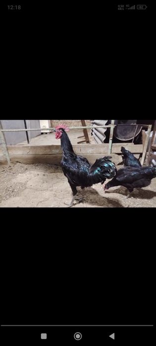 Zotdor tovuq jojalari