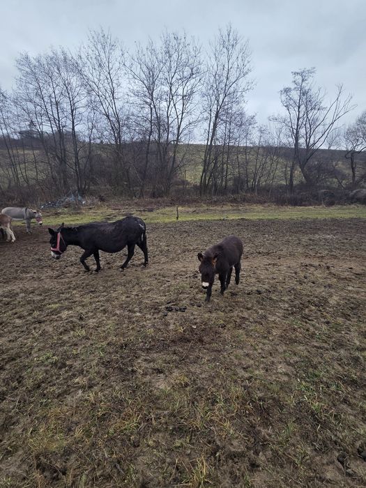 Vând 1-2  magarite cu pui mic, cu lapte