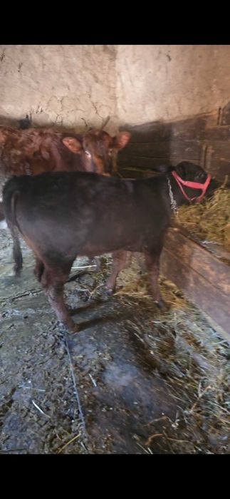 De vânzare 2 tăuraș unl angus si nunu belgian