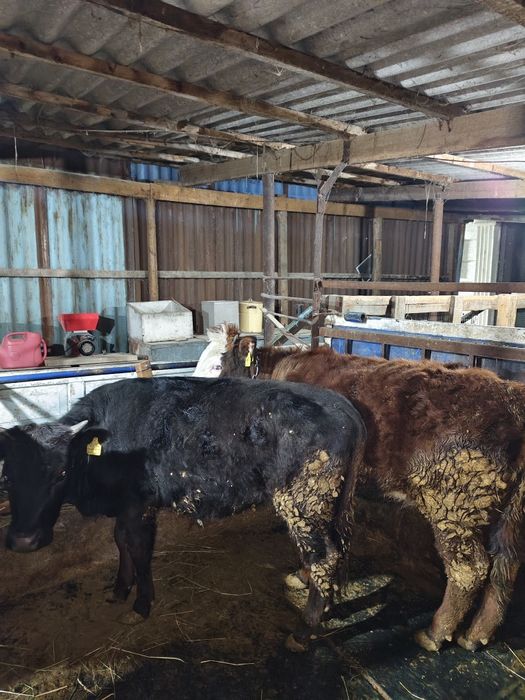 продам откормленных телок