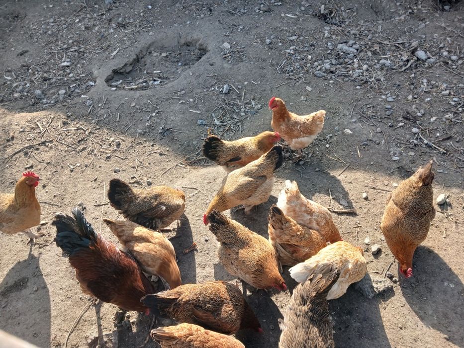 Инкубационные Яица