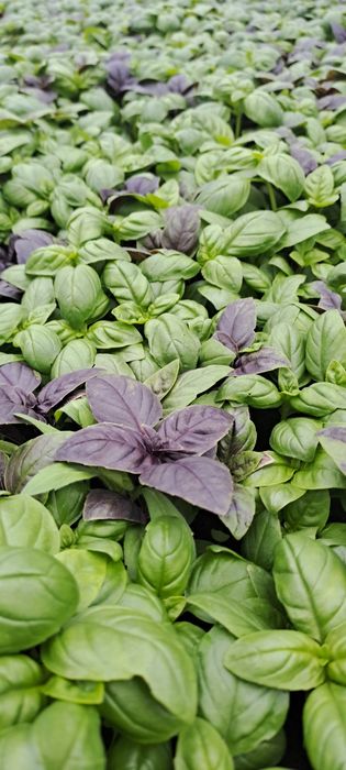 Vindem rasaduri avem toată gama de rasaduri .rosii diverse ardei kapia mare gogosari ardei grasi vinete telina etc.pt detalii sunați la 0747945370