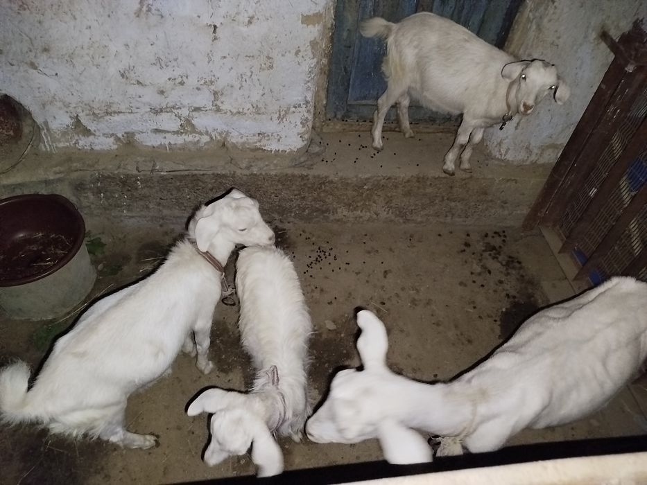 Zanen zotli sutli echkilari arzonga sotiladi