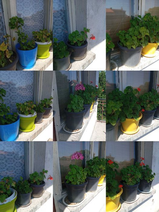 Цветя за дома и телевизор