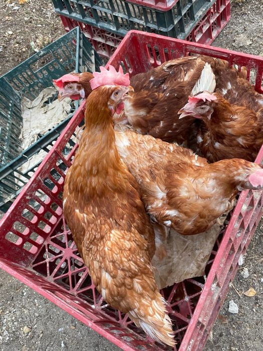 GAINI rosi outoare( BROWN)