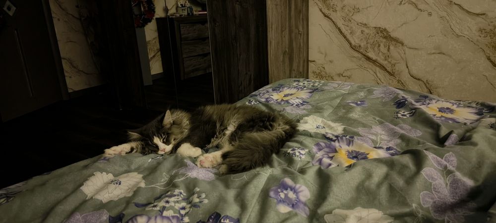 Продаю кота Мейн-Кун