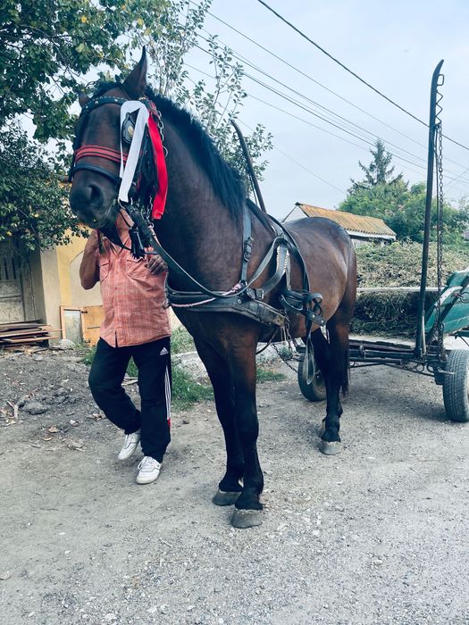 Metis frizian de vânzare !