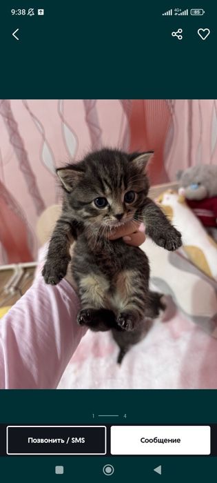 Котёнок девочка.