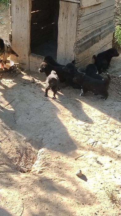 Продам щенкий от овчарки