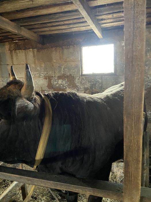 Продам бычков 5 голов