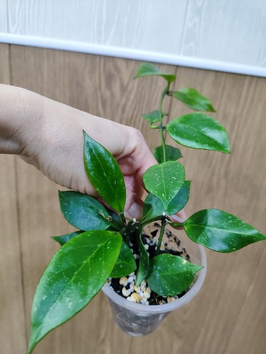 Хойя Санрайз (черенок)