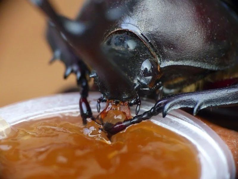 Beetle jelly ( jeleu nutritiv pentru insecte )