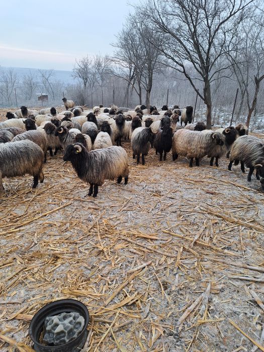 Vand 65 oi fatatoare si 30 miele
