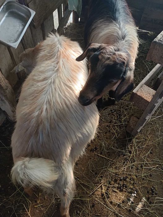 De vânzare 2 capre bune de lapte