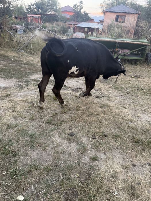 Продам быка 2.5 год