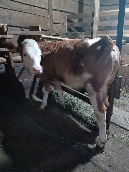 De vanzare mai multe detalii la tel