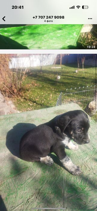 Щенки метисочки. Прекрасные 2 девочки.