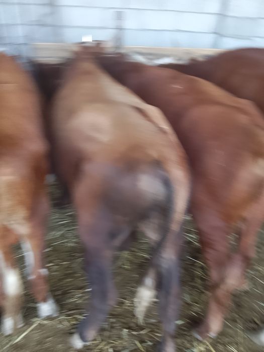 12 Бас бұқа зор бұқалар