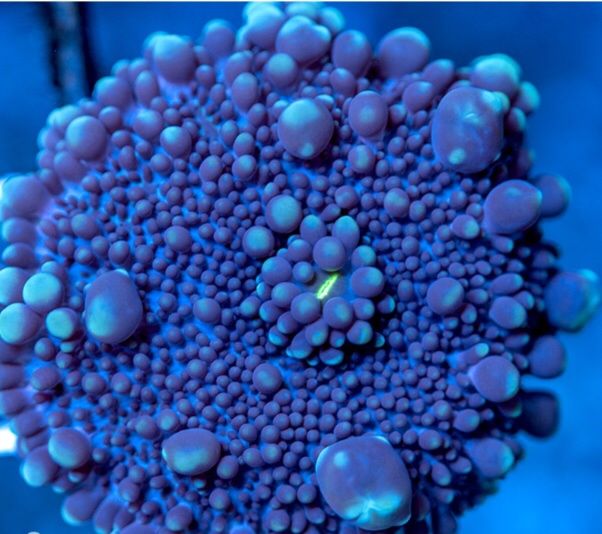 Кораллы в морской аквариум