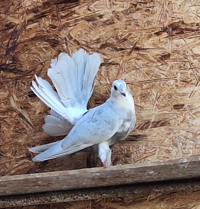 Голуби павлины .