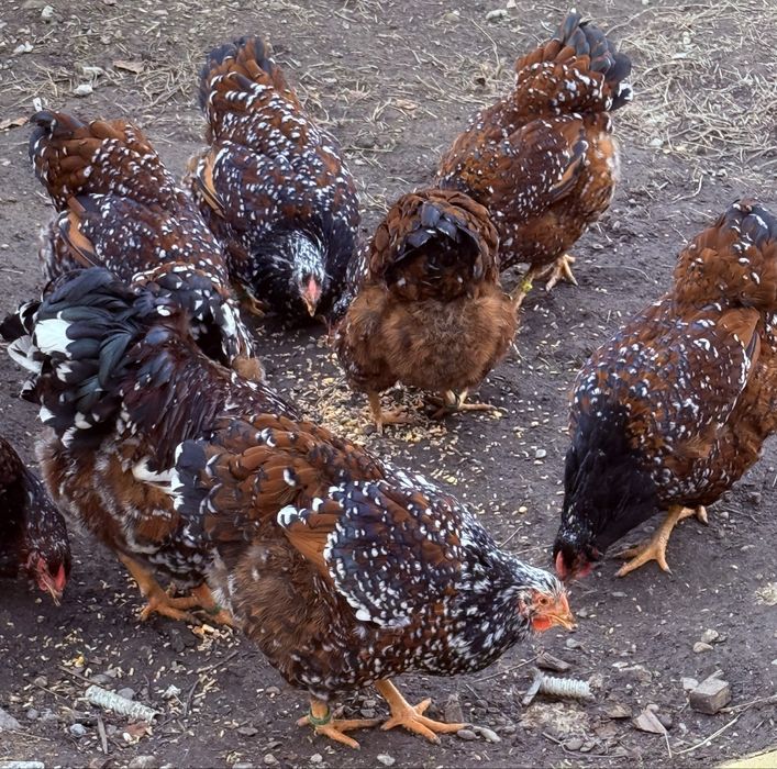 Oua Wyandotte portelan