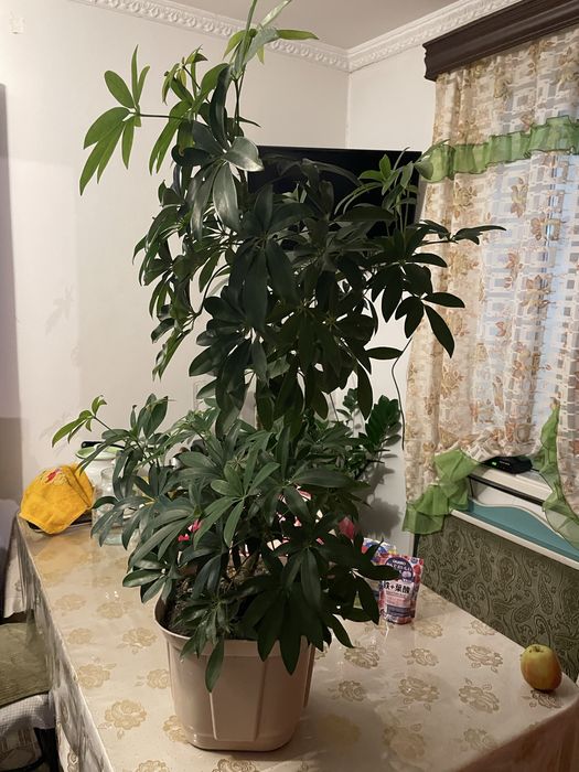 Комнатные цветы продам