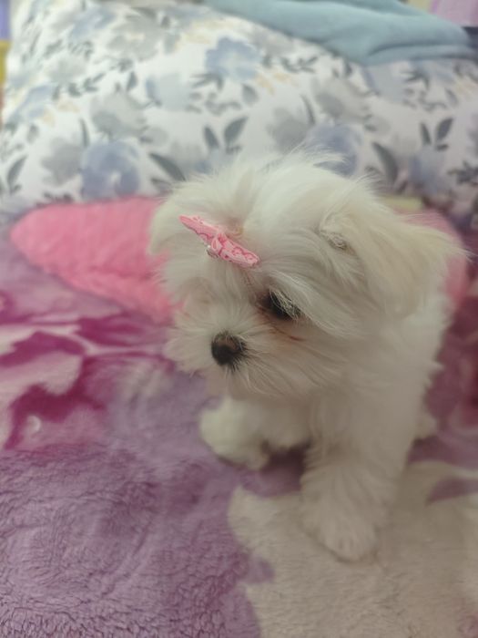 Продам щенков мальтезе