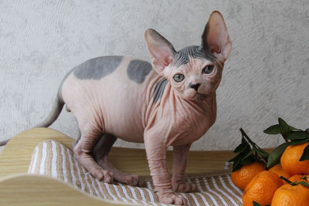 Котята канадского сфинкса