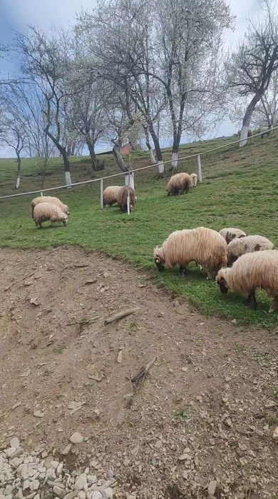 Vând 20 oi, dintre care 12 fătate