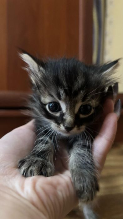 Дарю котят активных.