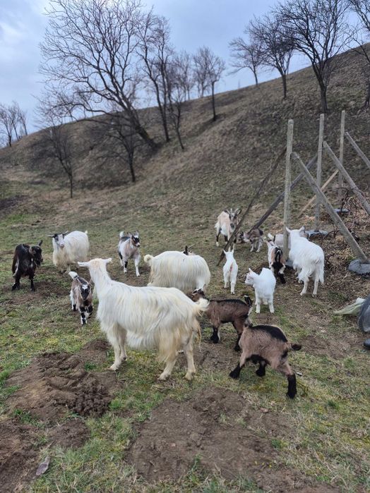 Vand capre cu iezi
