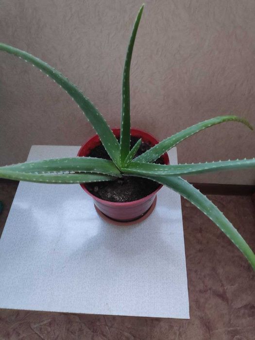 Алоэ лечебное продам