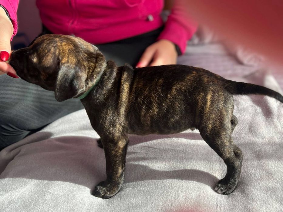 Стафордшир бул териер