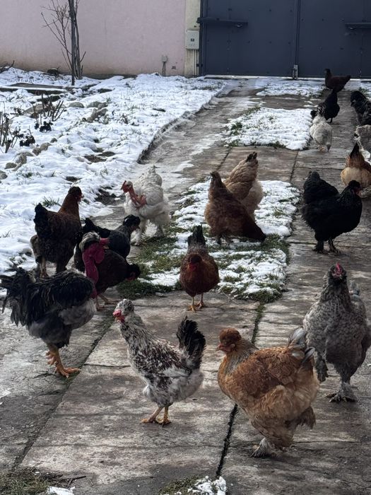 Oua gaini motate si barboase