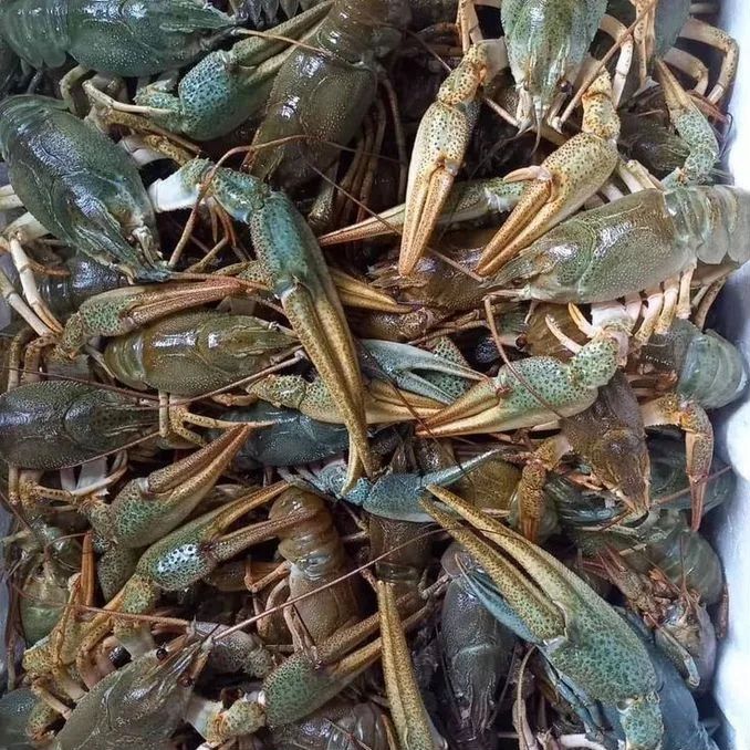 Чистые, крупные раки Алматы