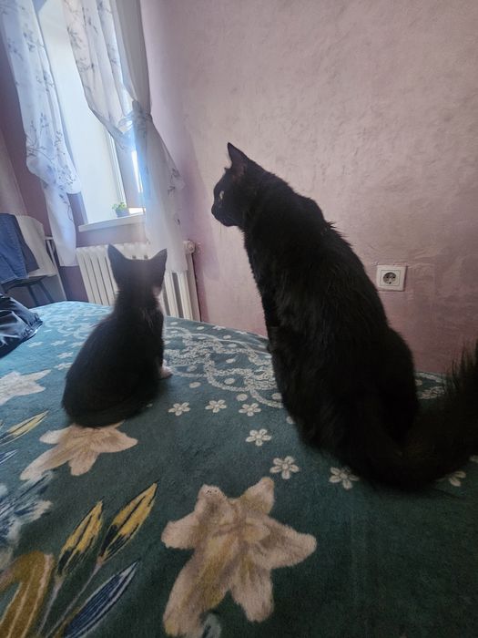 Отдам кошечку котёнок