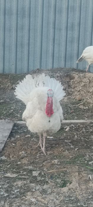 Продам молрдой индюк самец самец самец молрдой самец молрдой самец сам