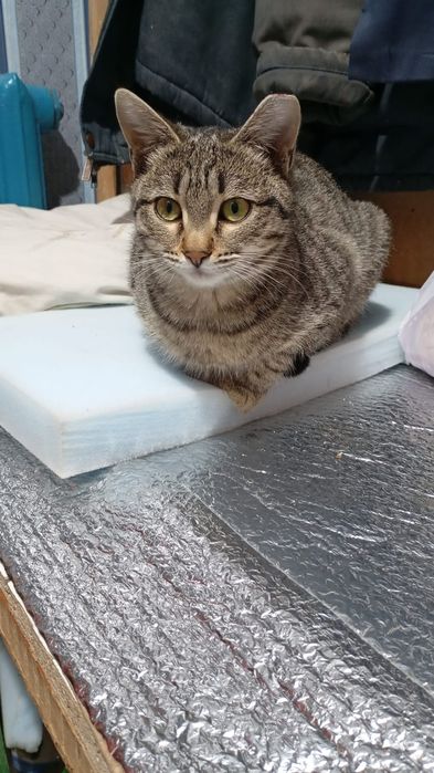 Отдам в добрые руки