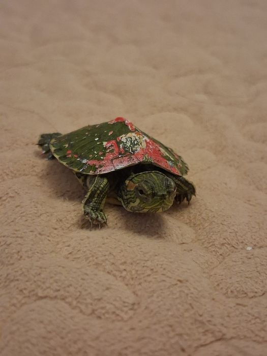 Продам черепашку 6000