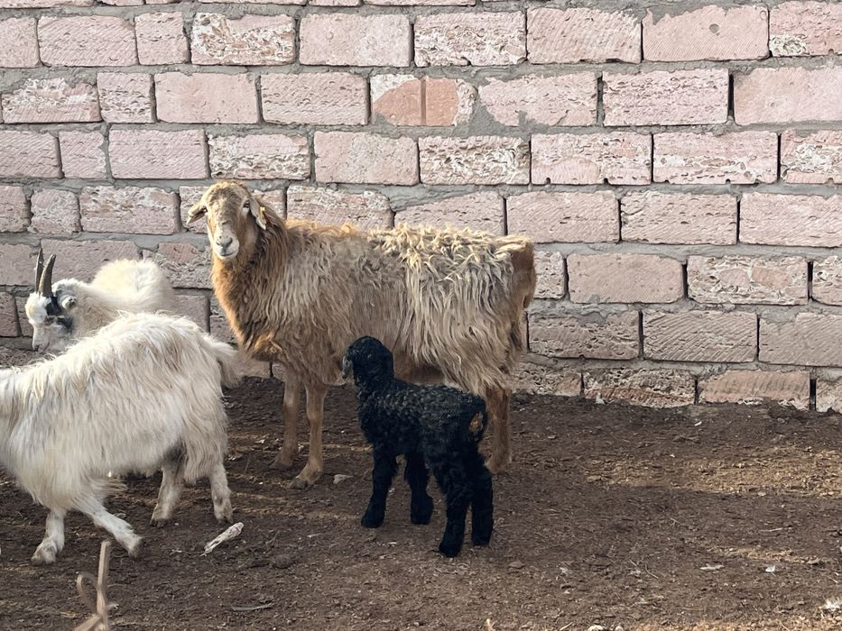 Козылы кой сатылады