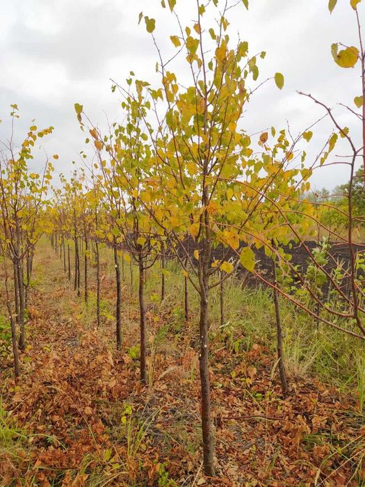 сосны .лиственные деревья