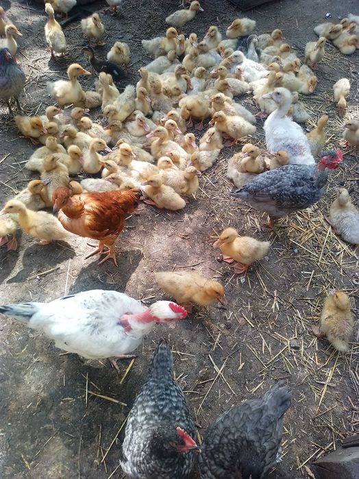 Продам гусят, утят, бройлеров