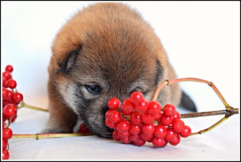 японская сиба ину