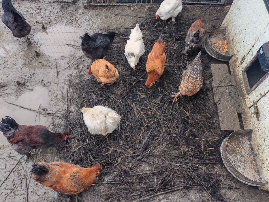 Cocoși din Septembrie 2025