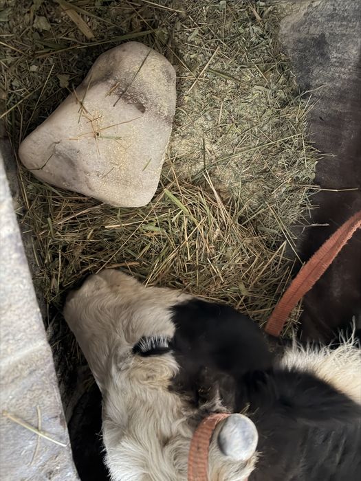 Сиыр құнажын сатылады