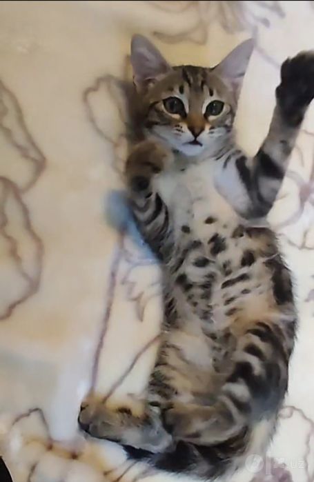 Кошка 3месячный отдам даром