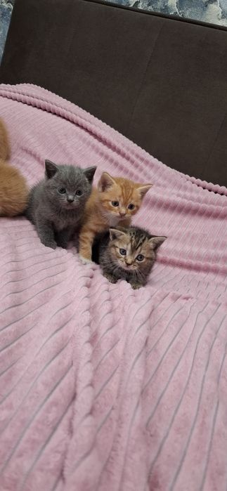 Британские короткошерстные котята